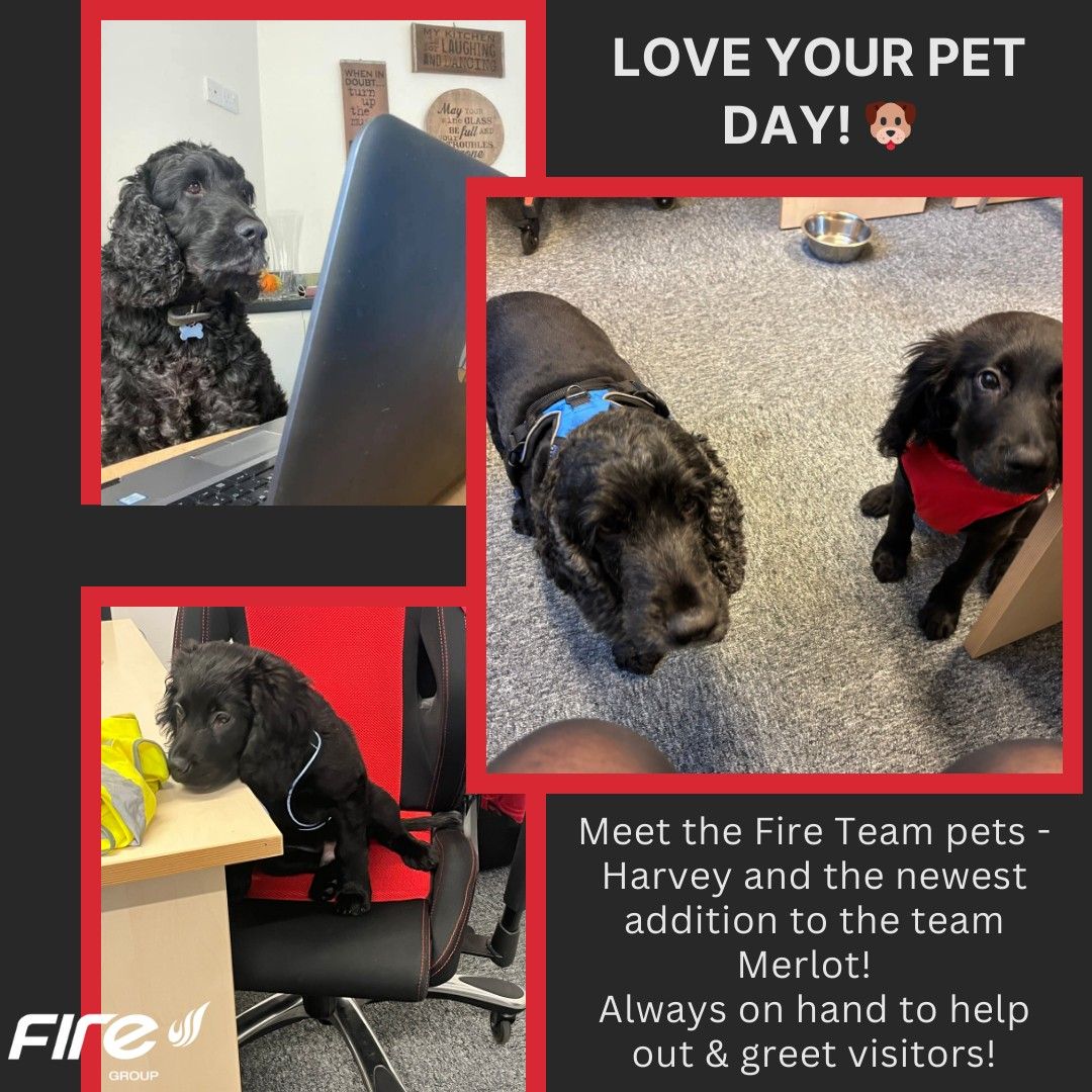 Collage with photos of two black dogs. Text reads,