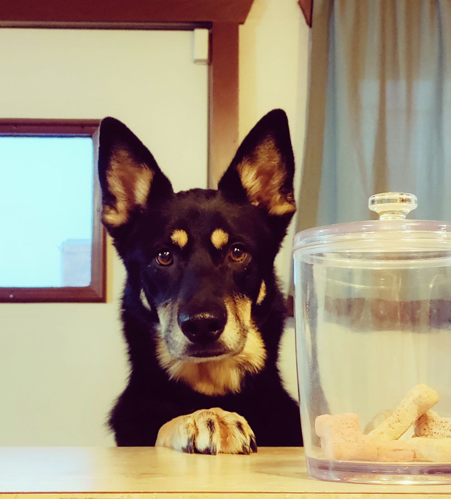 Pets Medications - Animal Health Care Clinic in Omaha, NE Pets Medications - Animal Health Care Clinic in Omaha, NE