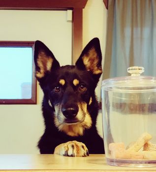 Pets Medications - Animal Health Care Clinic in Omaha, NE Pets Medications - Animal Health Care Clinic in Omaha, NE