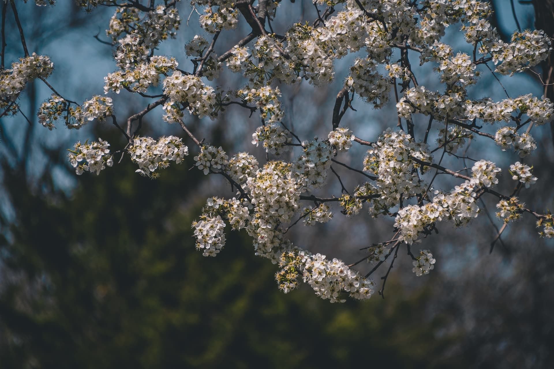 White blossoms on tree branches against a blurred blue and green background