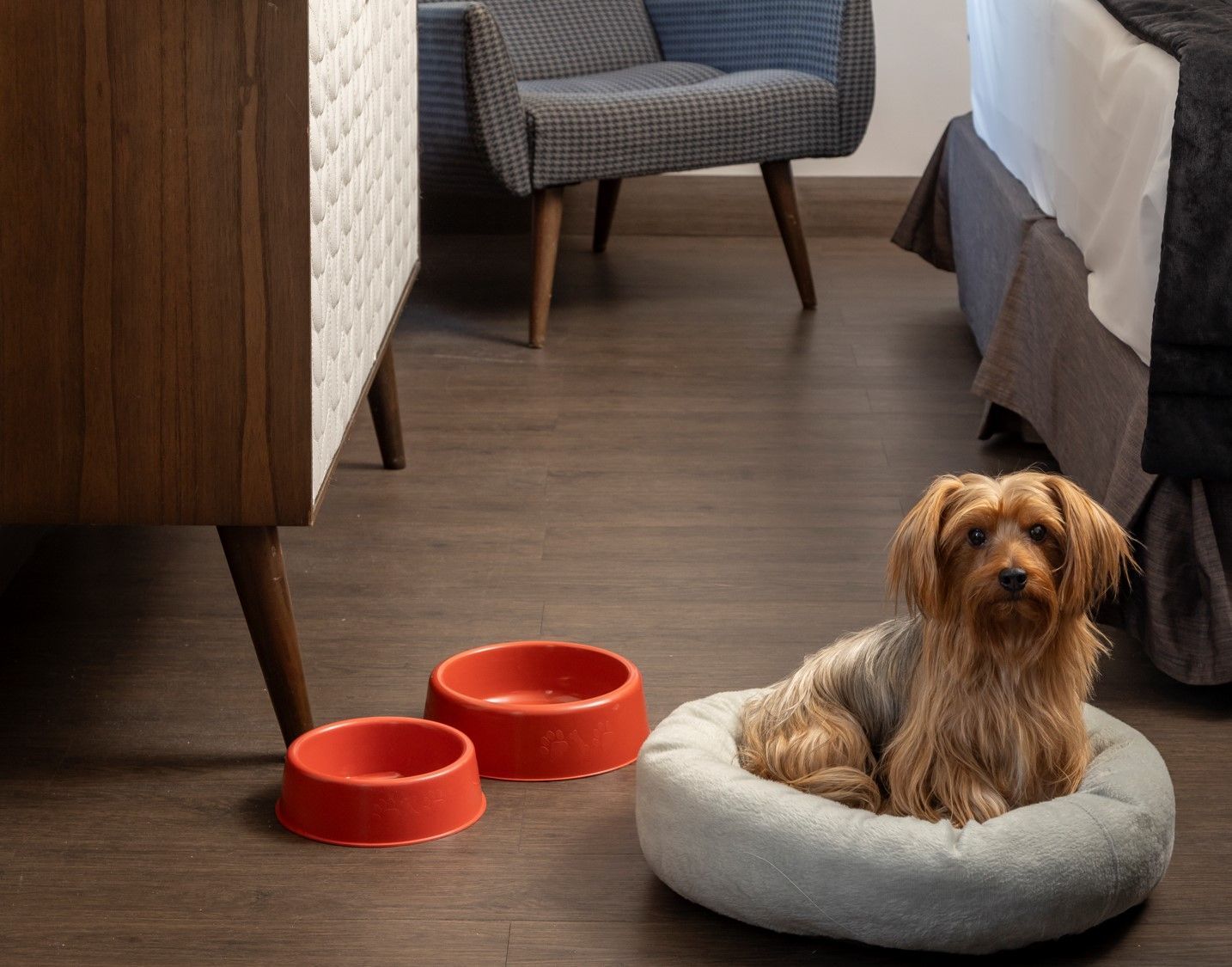 Cachorro pequeno e marrom sentado em uma cama cinza ao lado de duas tigelas vermelhas em uma sala de estar.