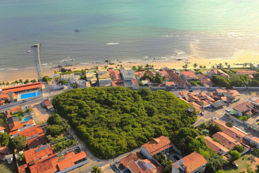 Praia de Pirangi: Maior Cajueiro do Mundo - Natal RN Praia de Pirangi: Maior Cajueiro do Mundo - Natal RN
