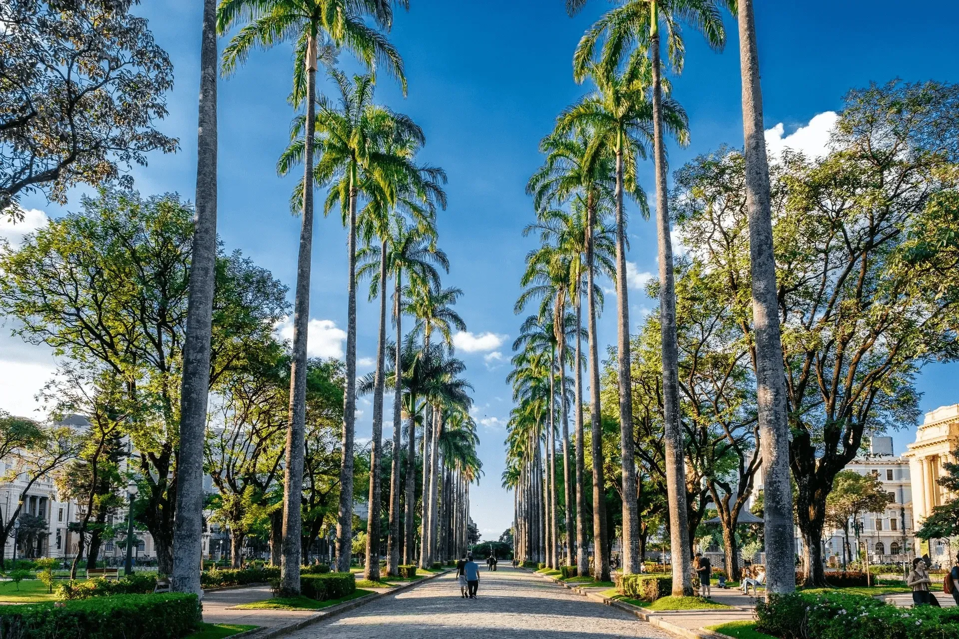 Caminho de parque ladeado por palmeiras com uma pessoa solitária caminhando sob um céu azul.