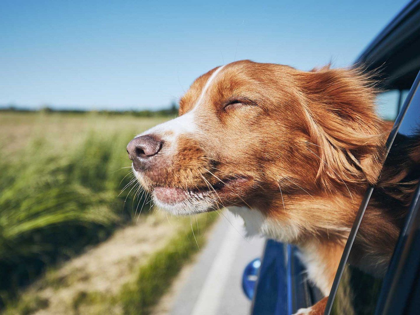 GET YOUR PET FROM POINT A TO POINT B