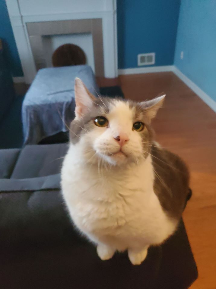 Cat Sitting on Sofa