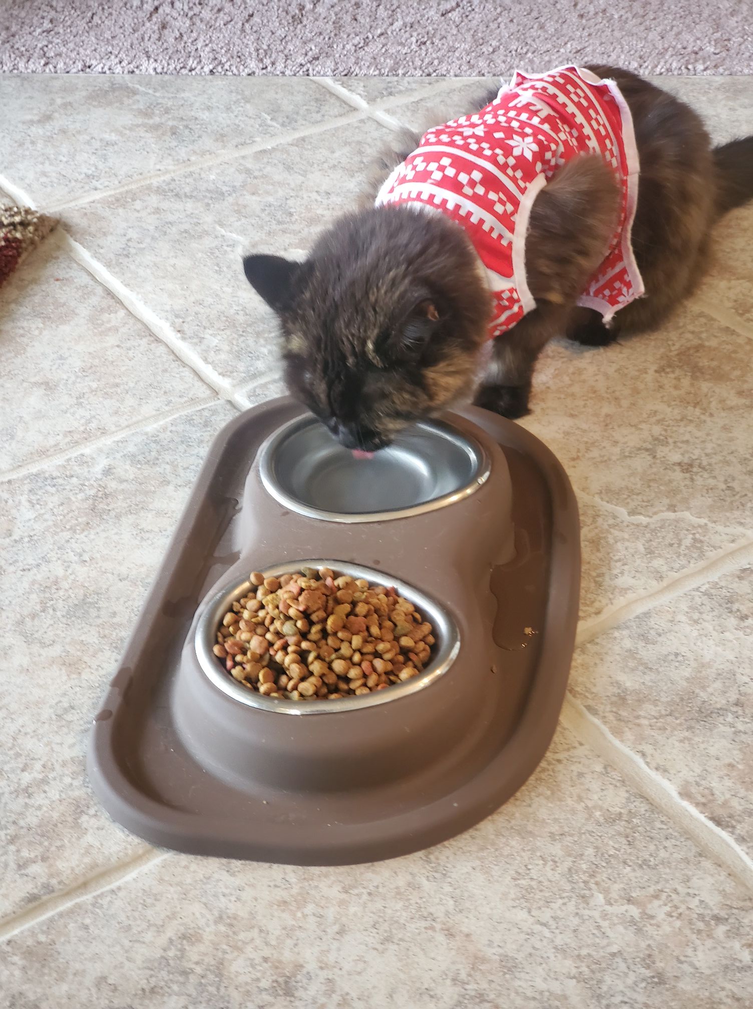Cat Drinking Water