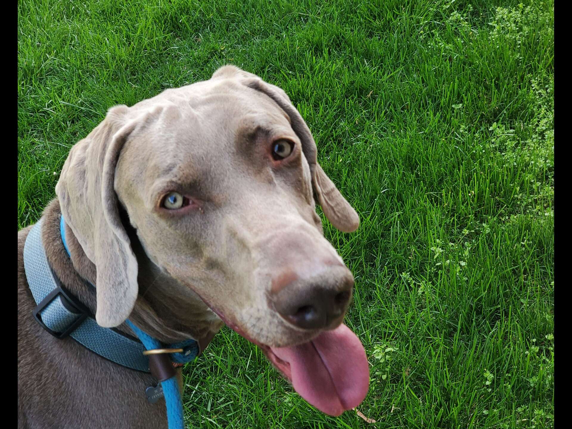 Dog Walking in Park