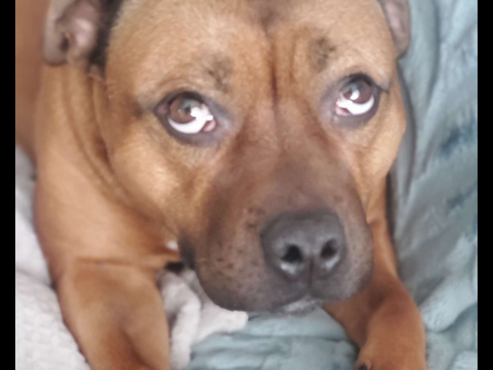 Brown Dog