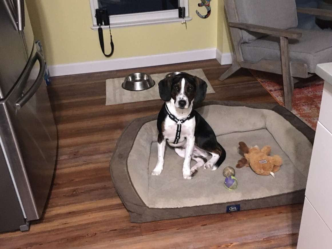 Dog on Bed