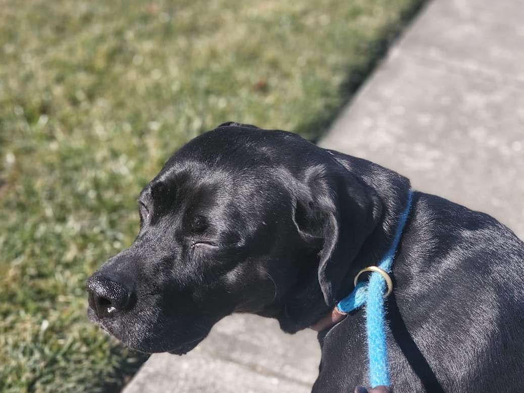Nice Black Dog Walking in Park