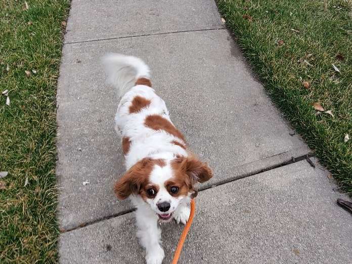 Shih Tzu on Sidewalk