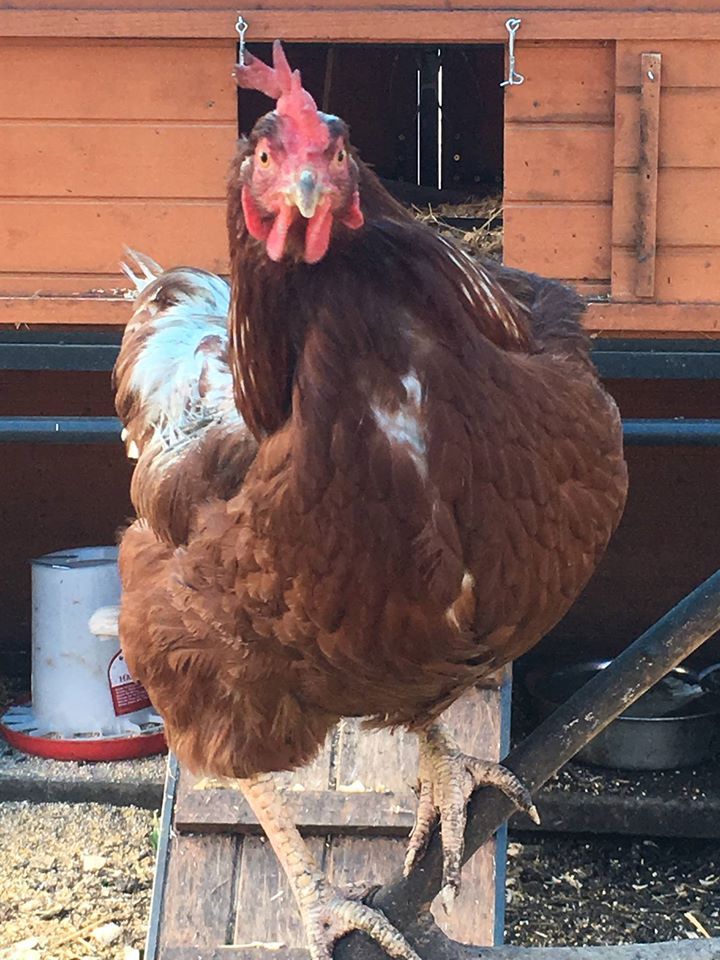 Brown Chicken