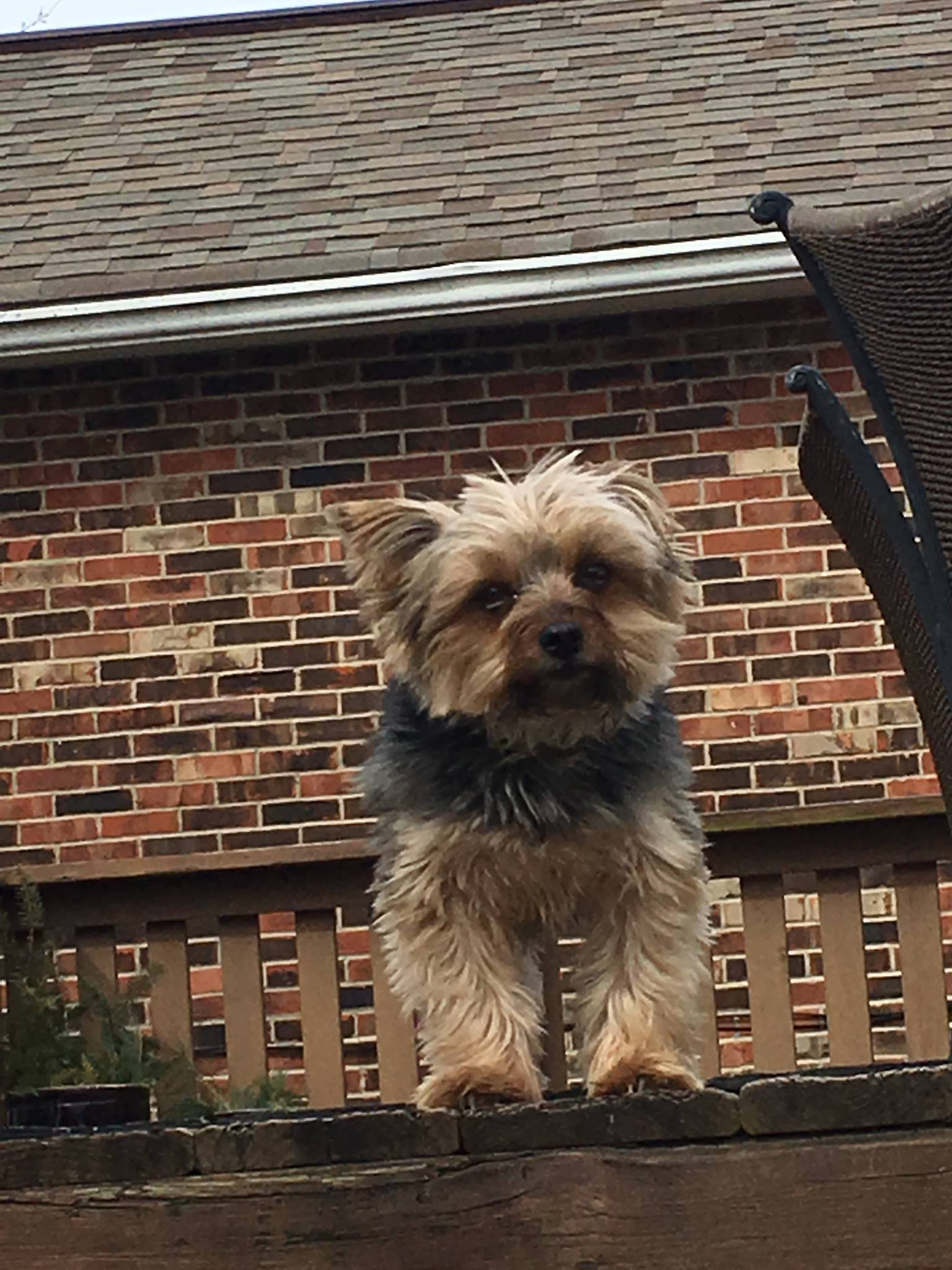 Dog on Patio