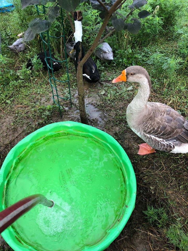 Ducks