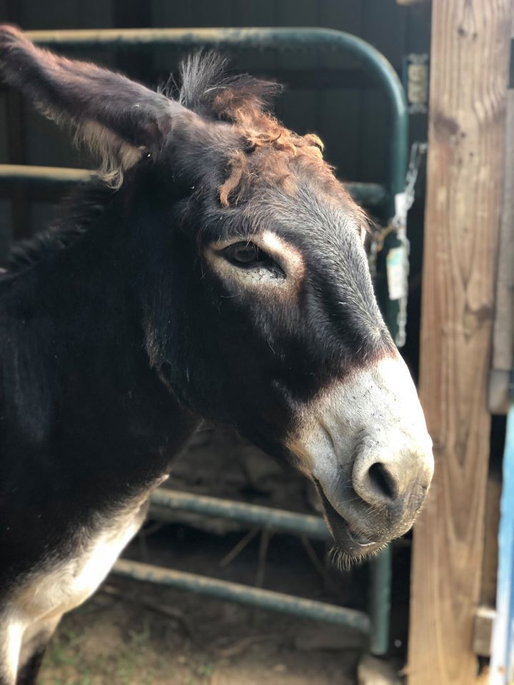 Donkey