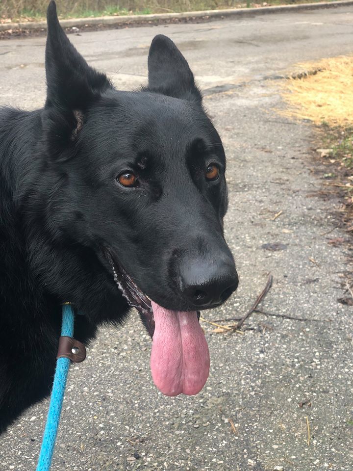 Black German Shepherd