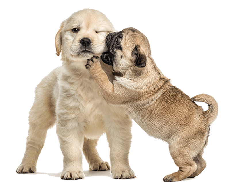 Two Cute Dogs Two Cute Dogs