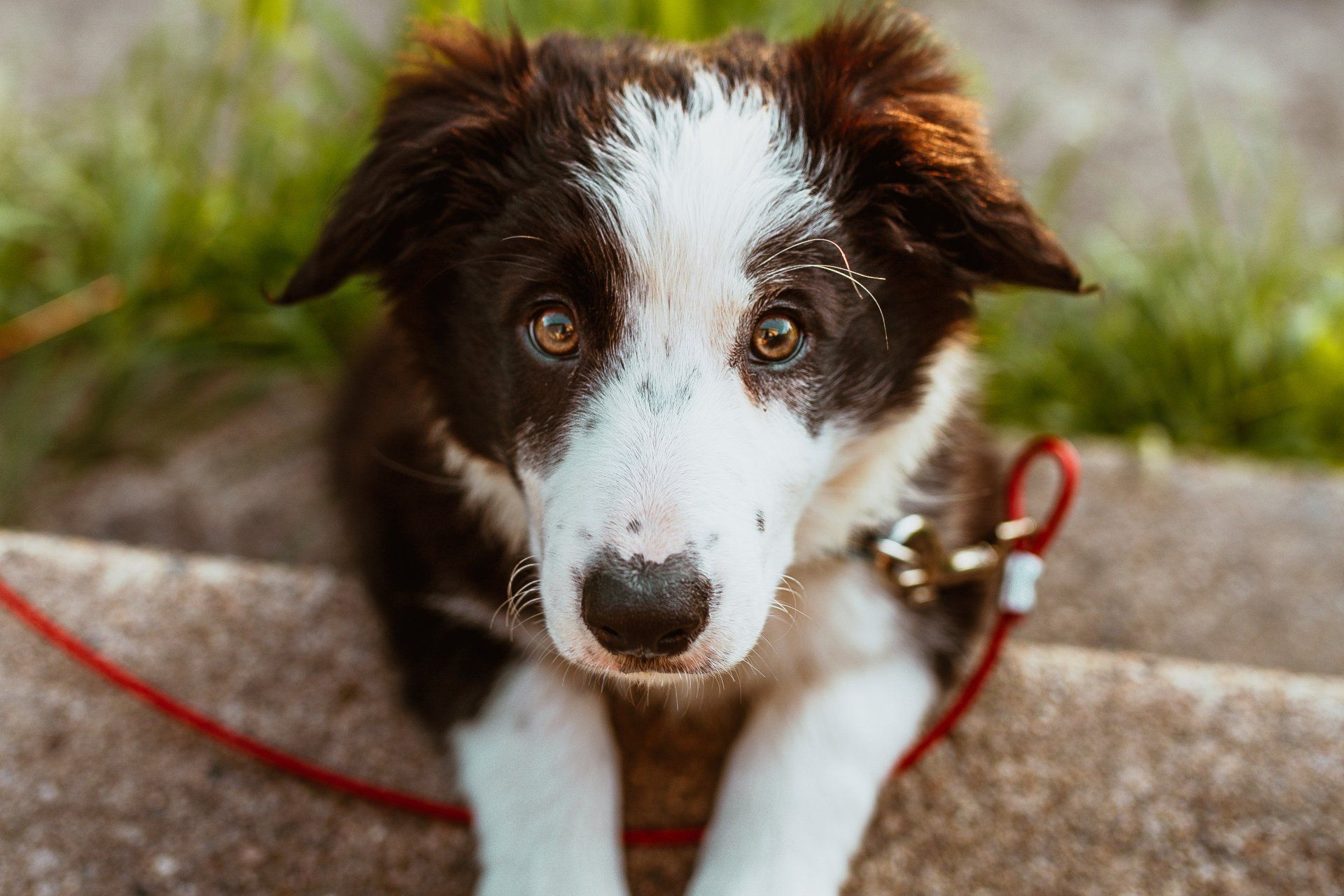 Dog on Stairs
