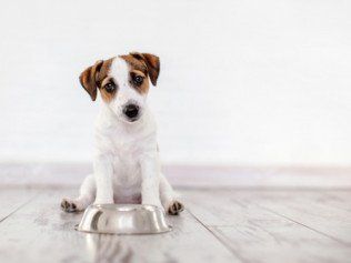 FIND OUT WHAT WE CAN TEACH YOUR DOG