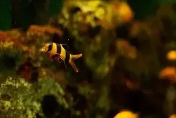 A black and yellow fish is swimming in a tank.