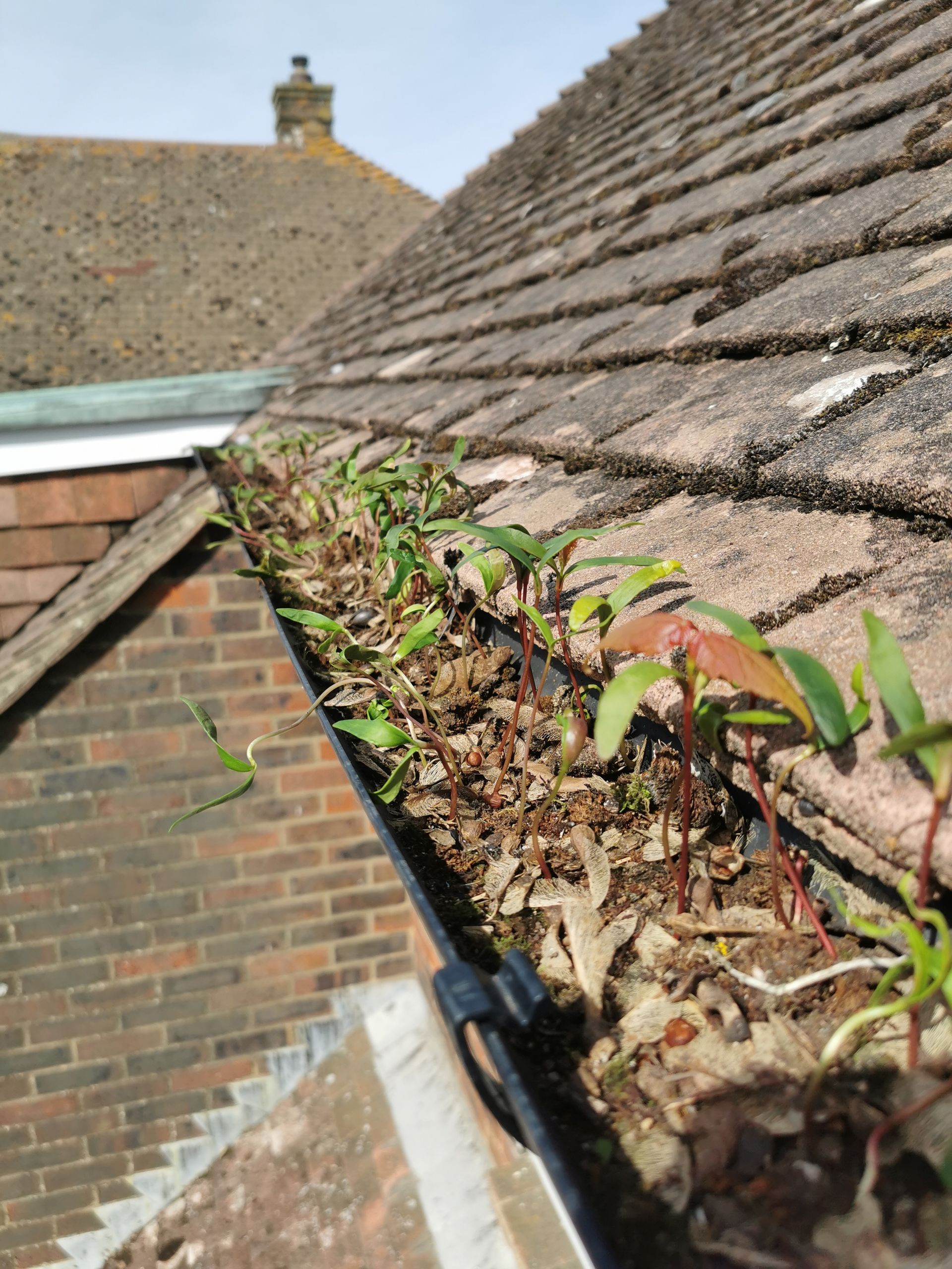 Gutter hedgehogs