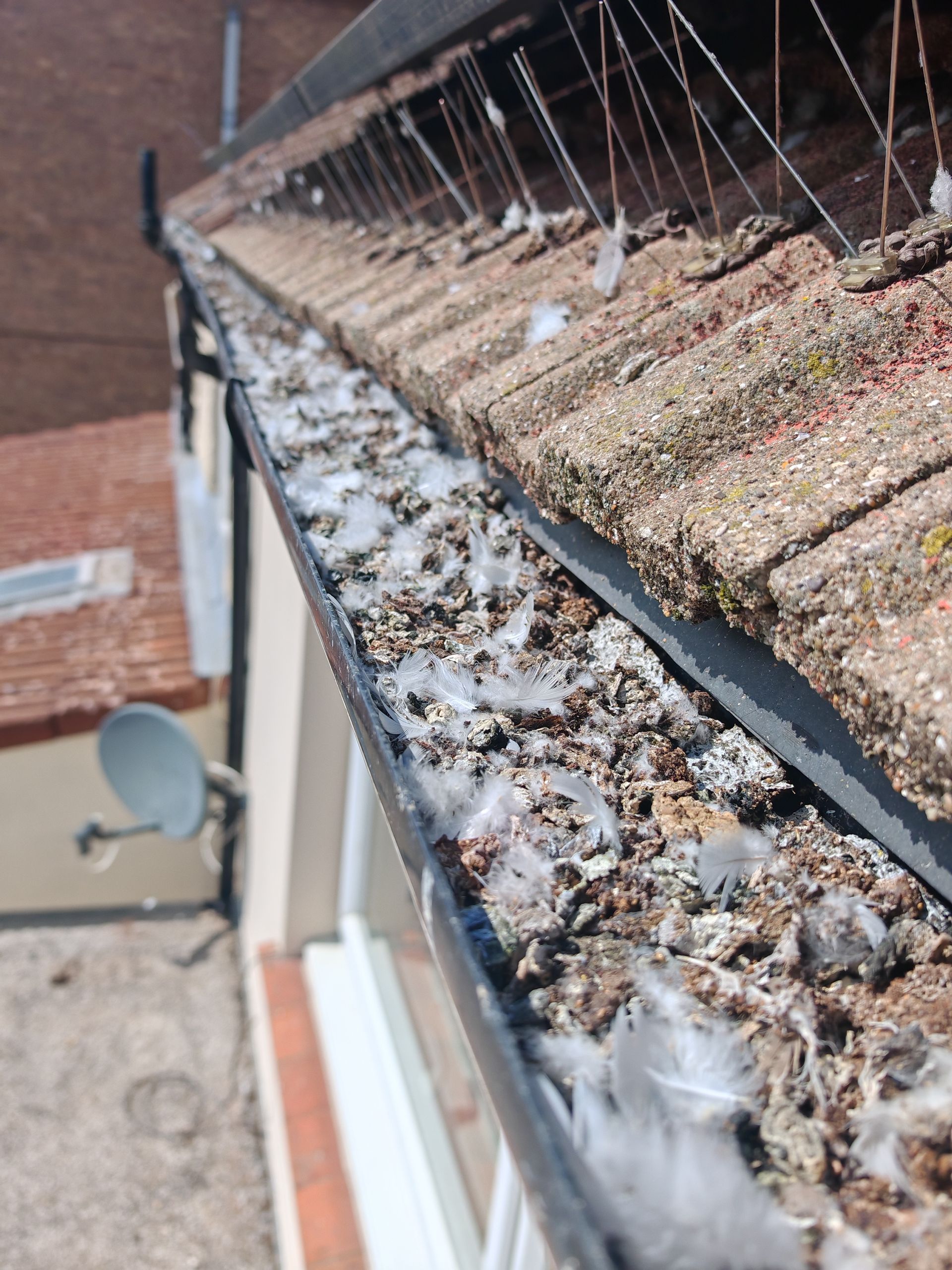 Gutters blocked with pigeon mess in Worthing