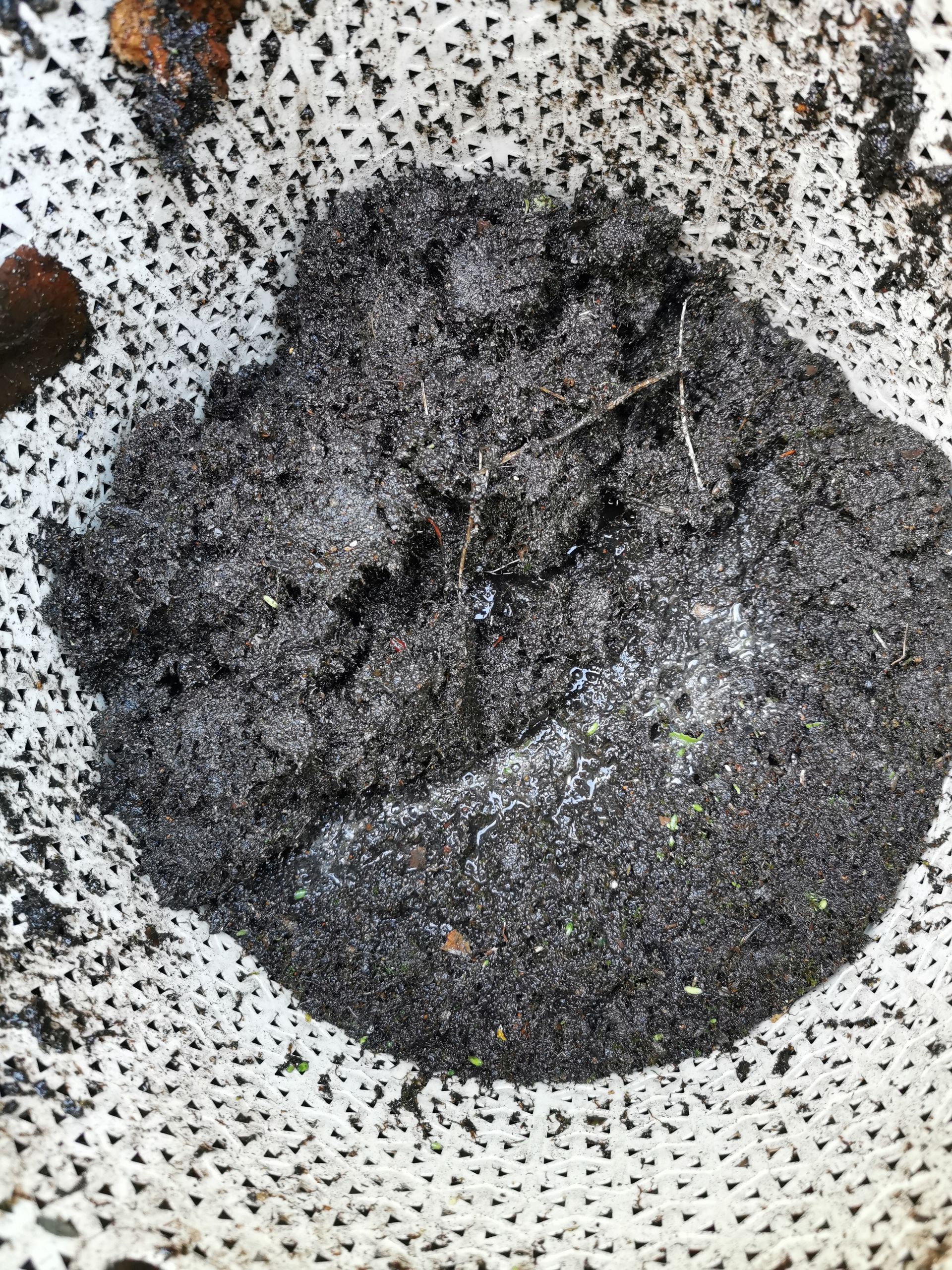 Muck in the vac after a gutter clean on a terraced house