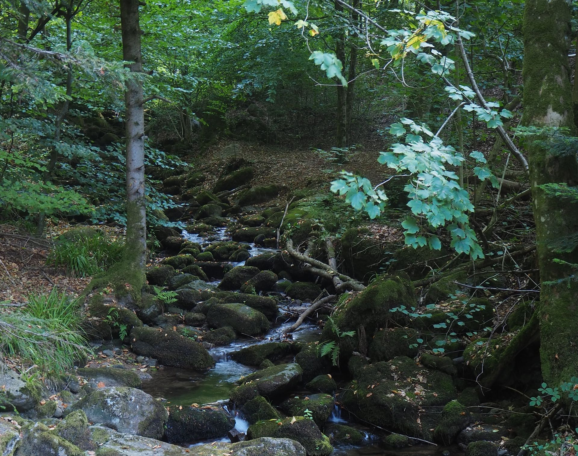 Un piccolo e placido ruscello scorre attraverso un sentiero boschivo roccioso e muschioso, circondato da alberi e vegetazione lussureggiante.