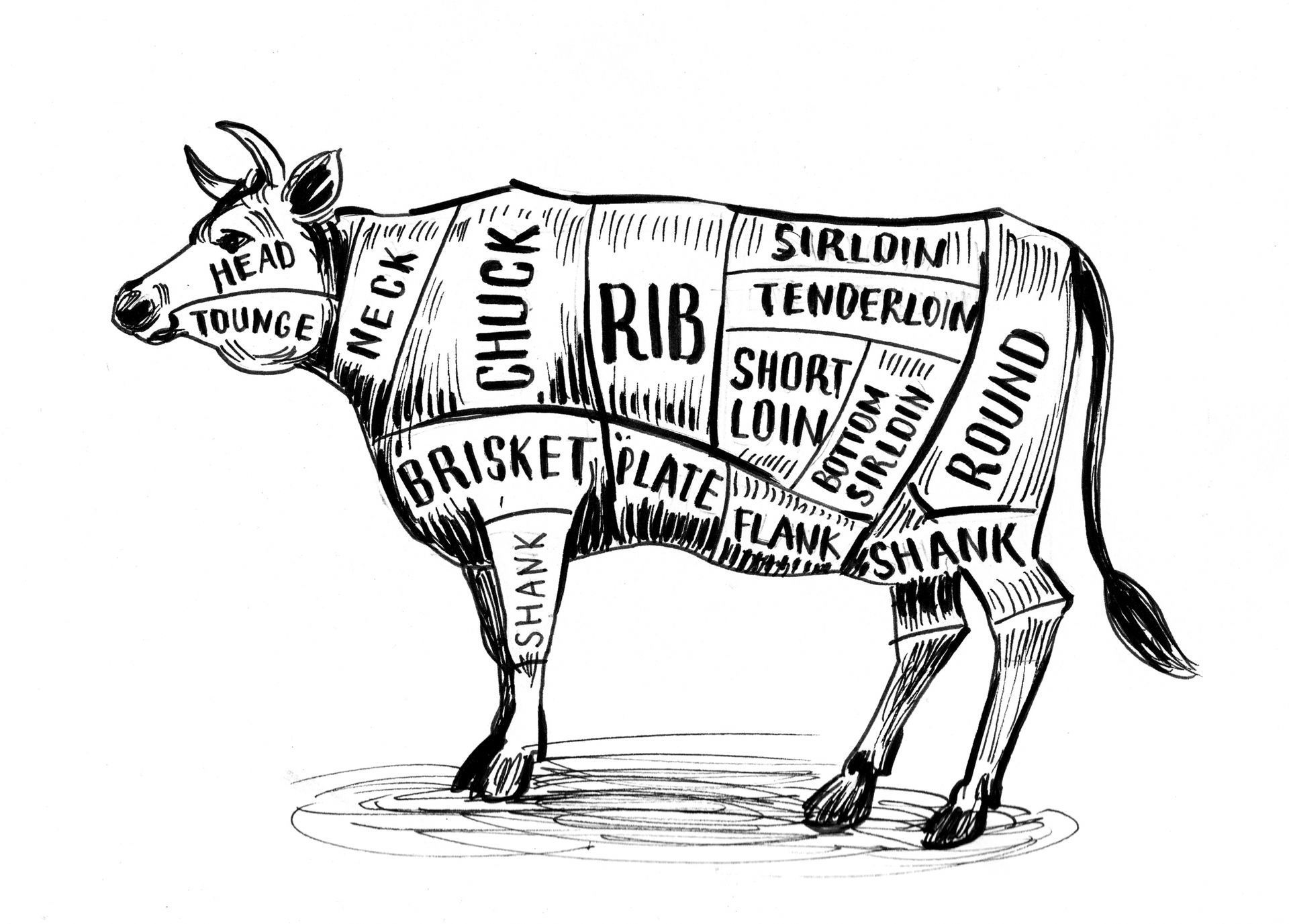 Diagramm einer geschlachteten Kuh mit Beschriftung der Fleischstücke und der Teilstücke von Rindfleisch.