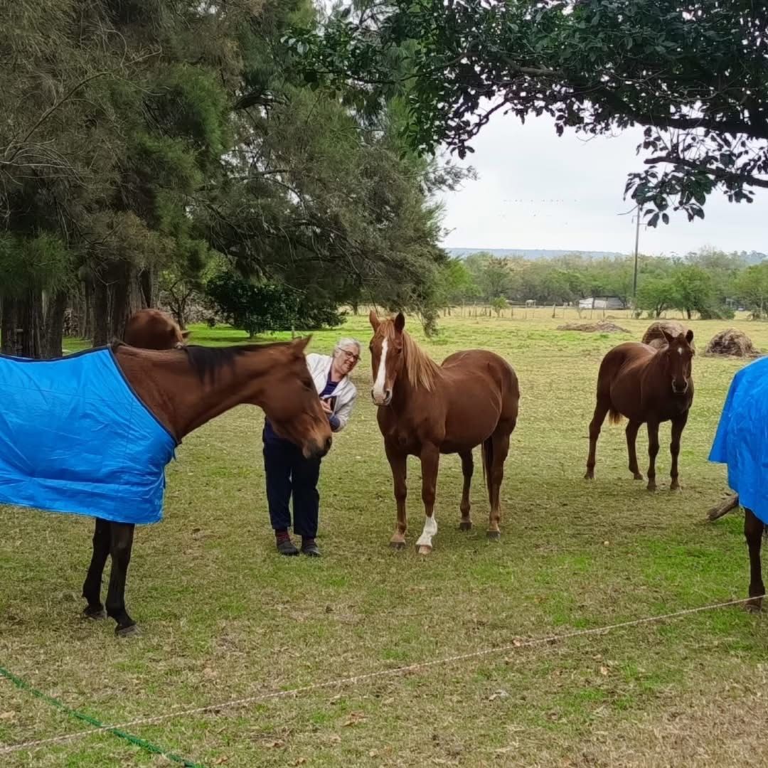 Varios caballos con mantas azules están de pie sobre la hierba bajo los árboles, con una persona entre ellos en un campo.