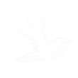 Luma Coffee Branch