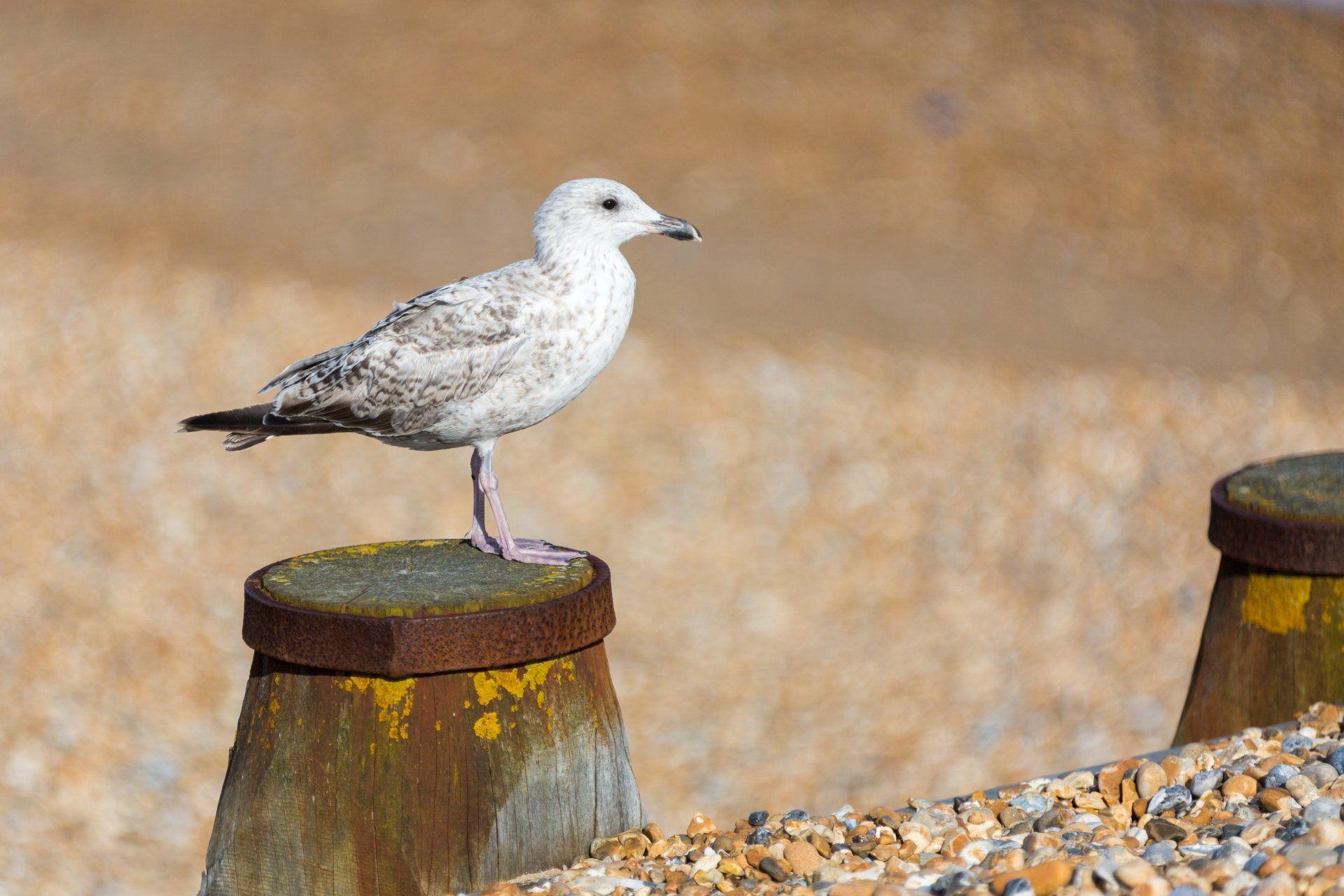 Seagull on a wooden post, mottled brown and white plumage, beach in background.