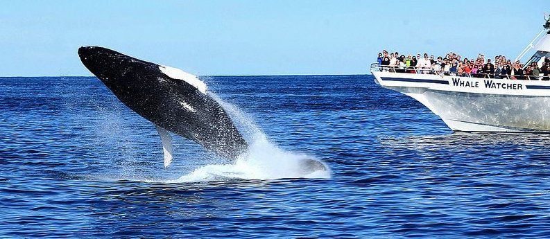 A humpback whale breaches out of blue water near a whale watching boat on a sunny day.