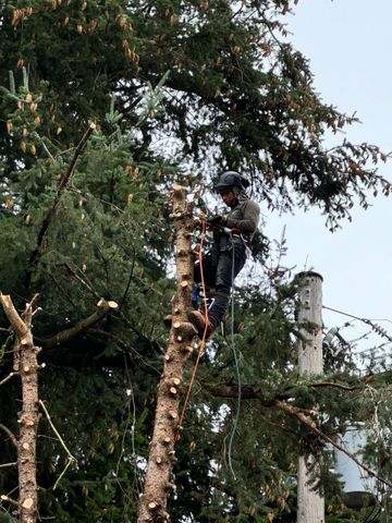 Worker in a tree, pruning branches with a chainsaw among dense green foliage