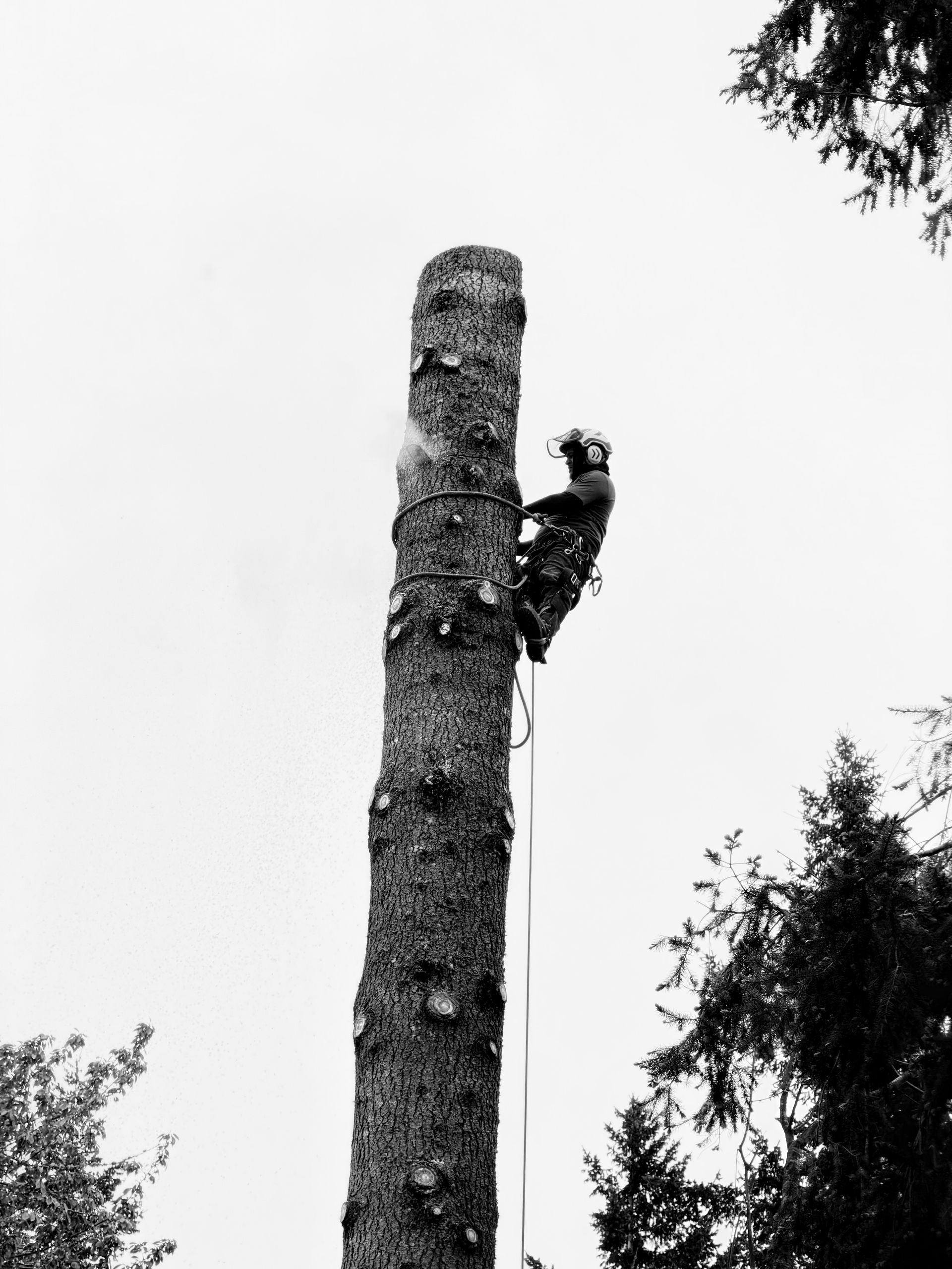 A tall, stripped tree trunk with a person climbing it against a bright sky, surrounded by treetops.