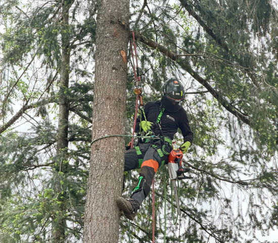 An arborist wearing safety gear uses a chainsaw to trim a tree branch from a yellow aerial lift bucket.