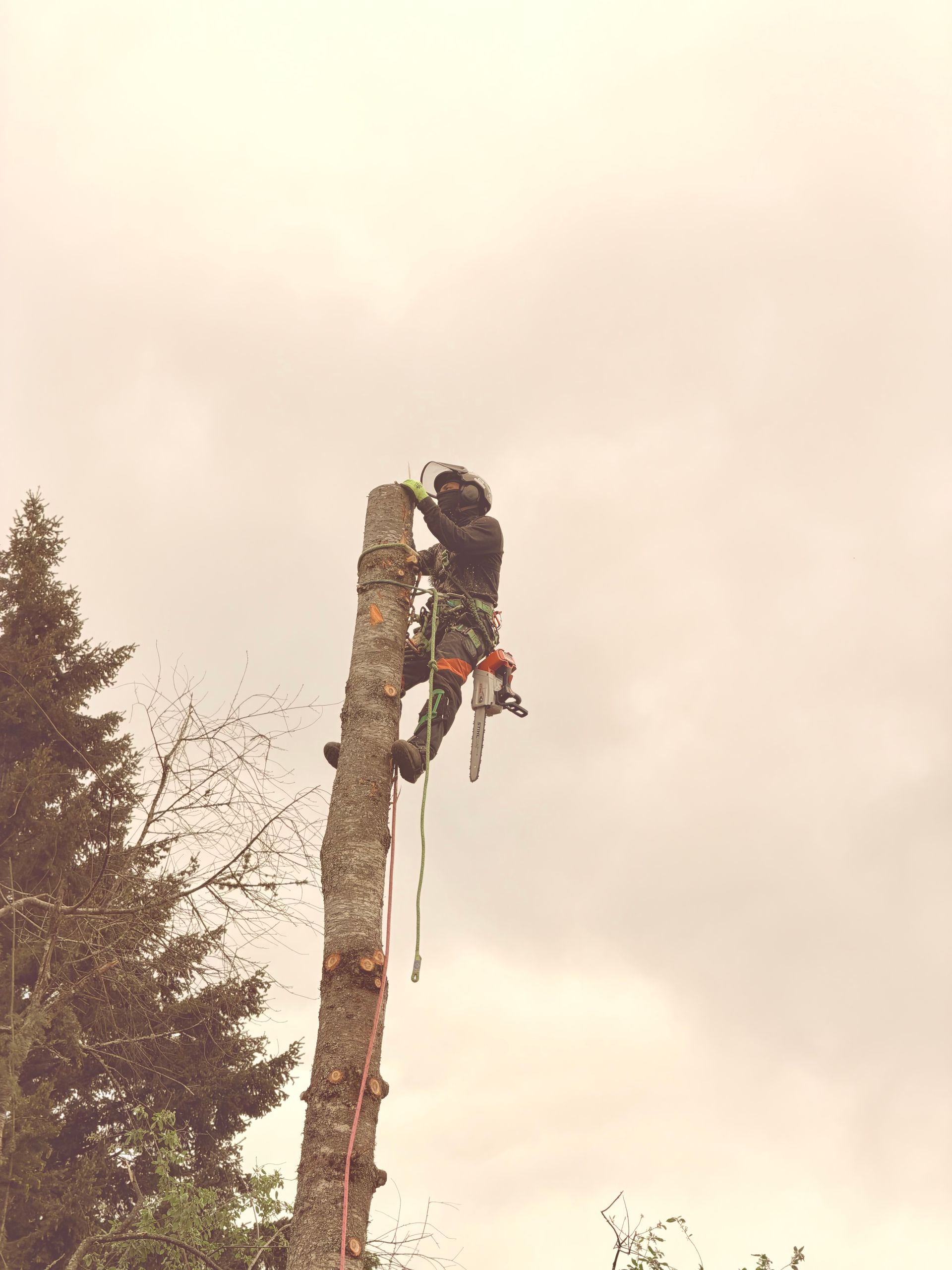Tree worker climbing a tall trunk with chainsaw and safety gear against a cloudy sky