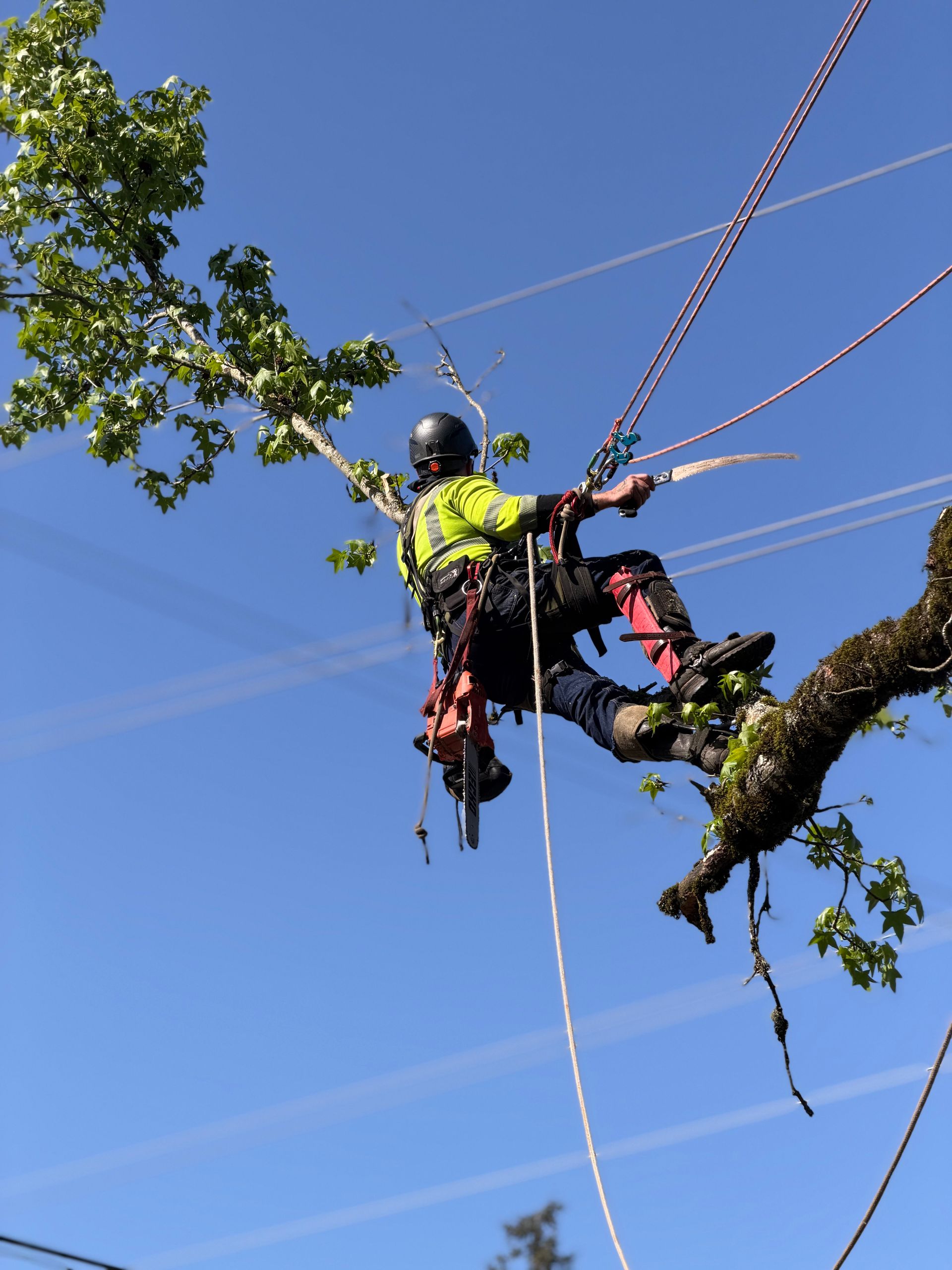 Arborist in safety gear trimming a tree branch against a blue sky