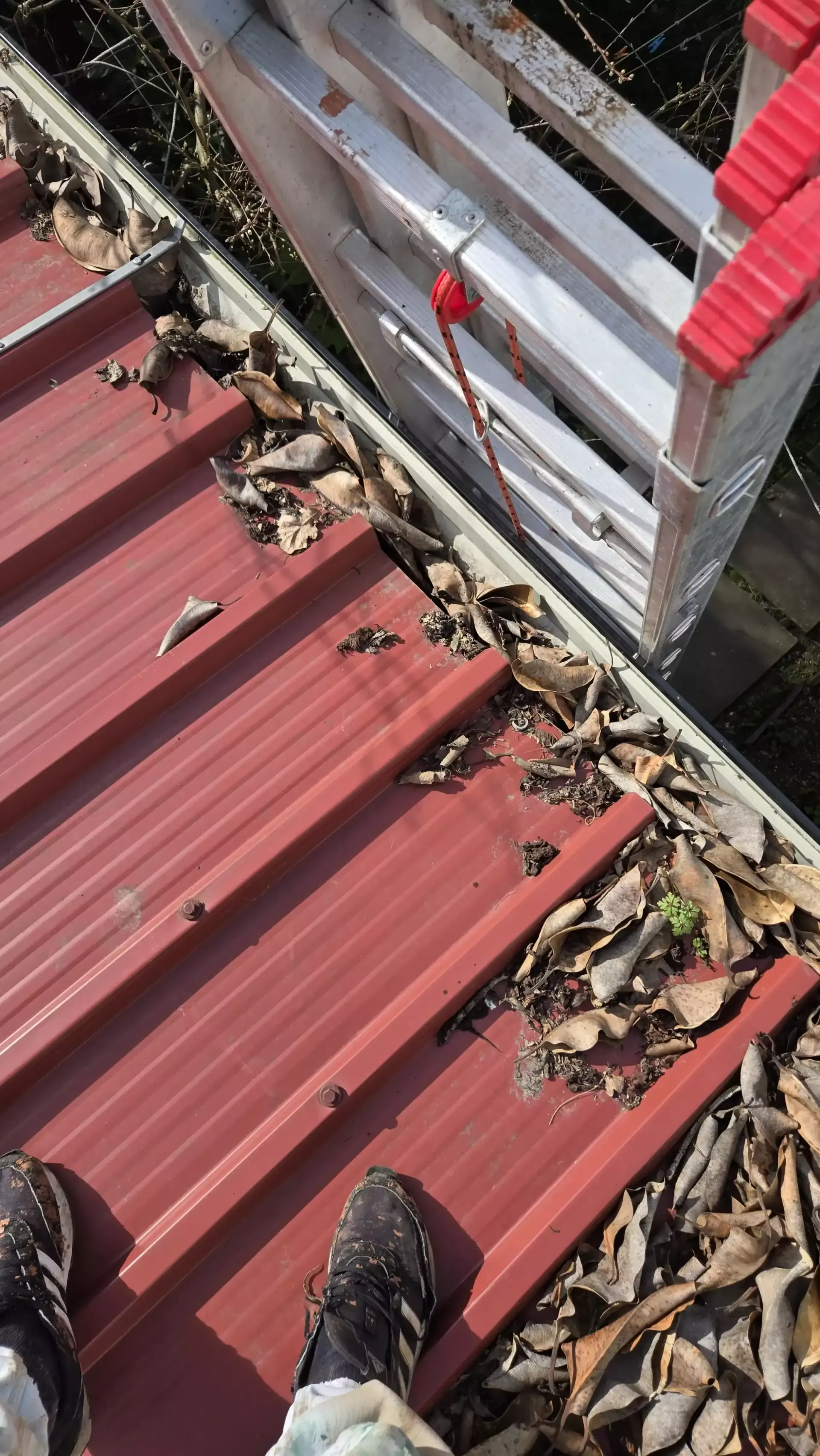 Cobertura metálica com folhas e resíduos antes da limpeza
