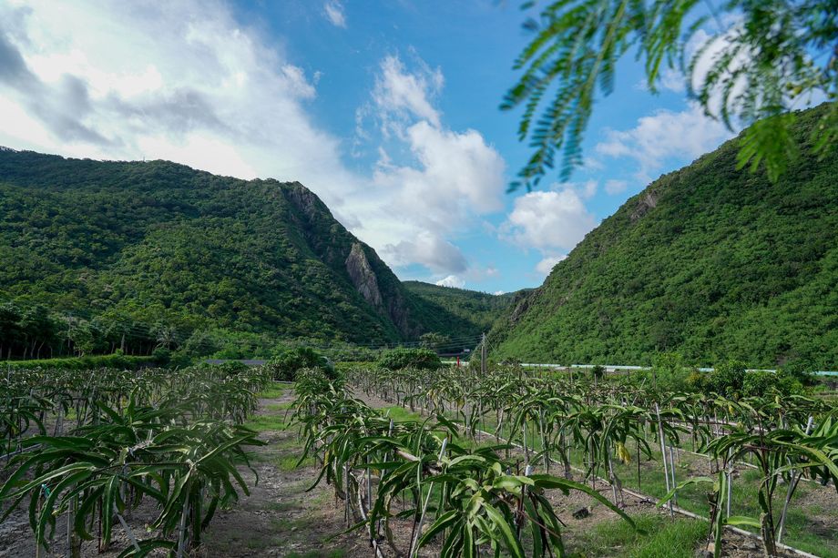 在蒼翠繁茂的山腳下,藍天白雲間,是一片火龍果園。