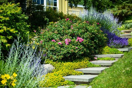 Garden path with stone steps beside lush green shrubs, pink flowers, and purple blooms on a sunny slope Garden path with stone steps beside lush green shrubs, pink flowers, and purple blooms on a sunny slope
