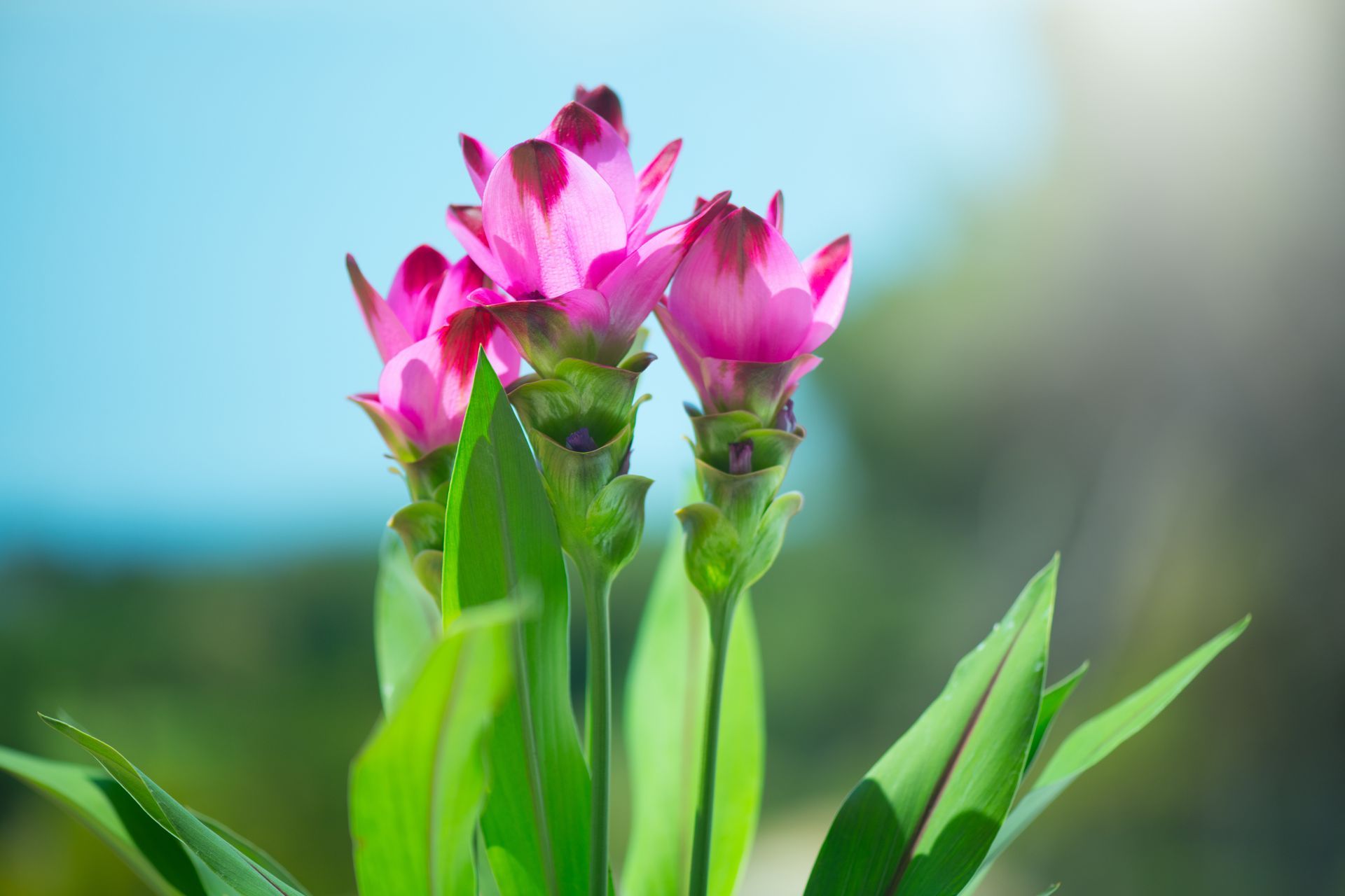 Pink flowers blooming against a soft blue and green blurred background Pink flowers blooming against a soft blue and green blurred background