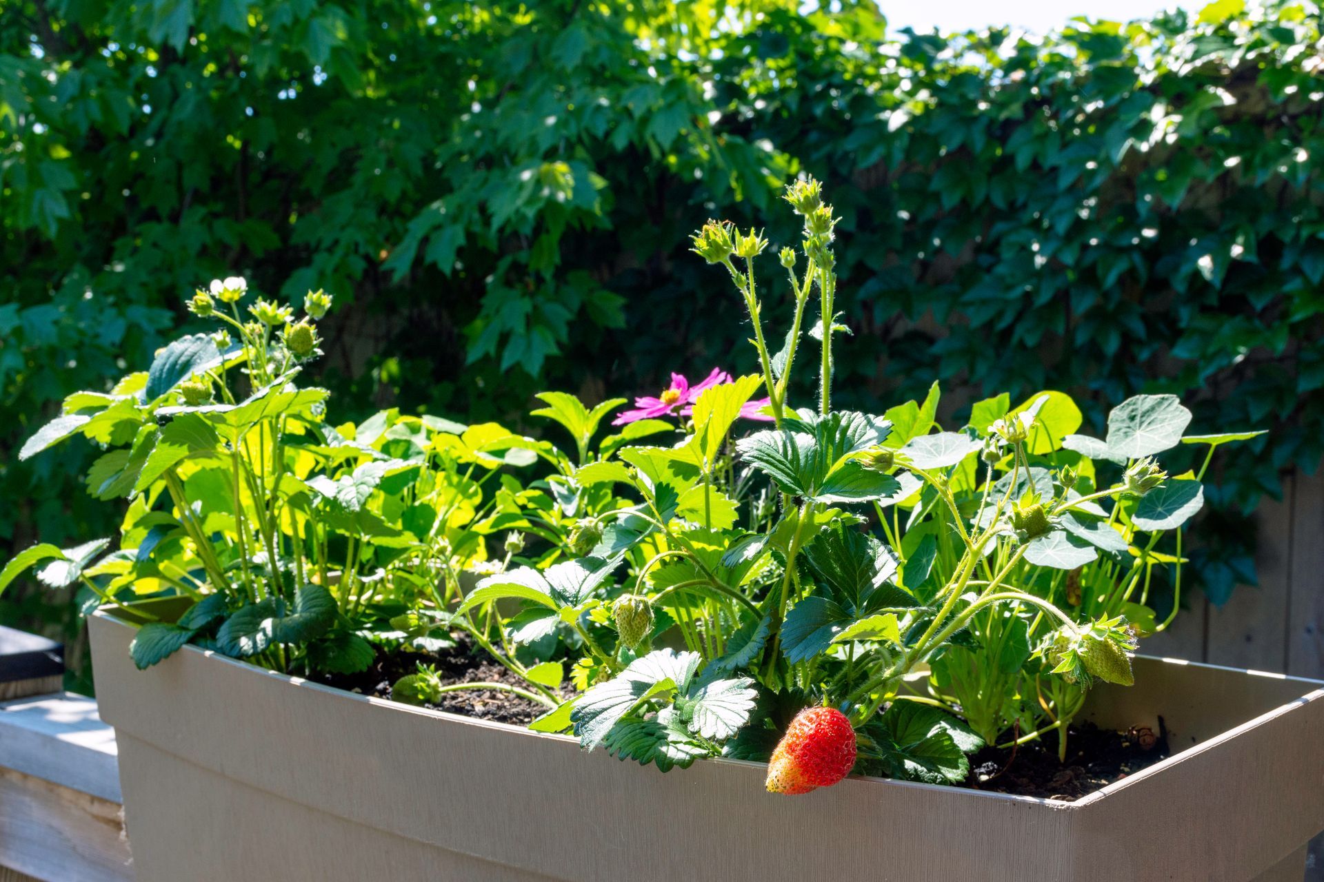 Leafy strawberry plants in a raised planter, with a ripening red berry in bright sunlight Leafy strawberry plants in a raised planter, with a ripening red berry in bright sunlight