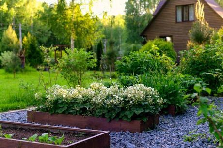 Lush garden beds with white flowers and green plants beside a gravel path near a wooden house