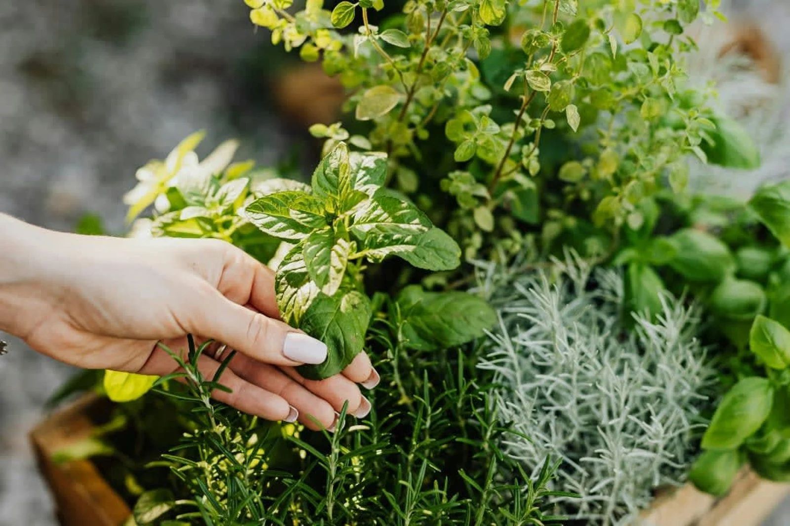 Hand watering herbs in a lush garden planter with green and silver foliage Hand watering herbs in a lush garden planter with green and silver foliage