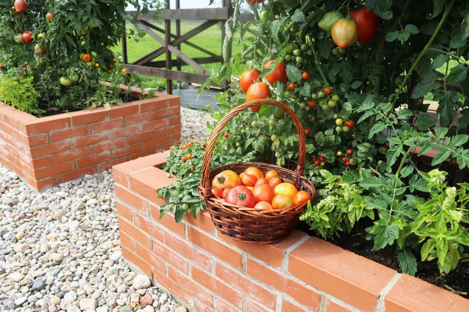 Basket of ripe tomatoes on a brick ledge in a garden Basket of ripe tomatoes on a brick ledge in a garden