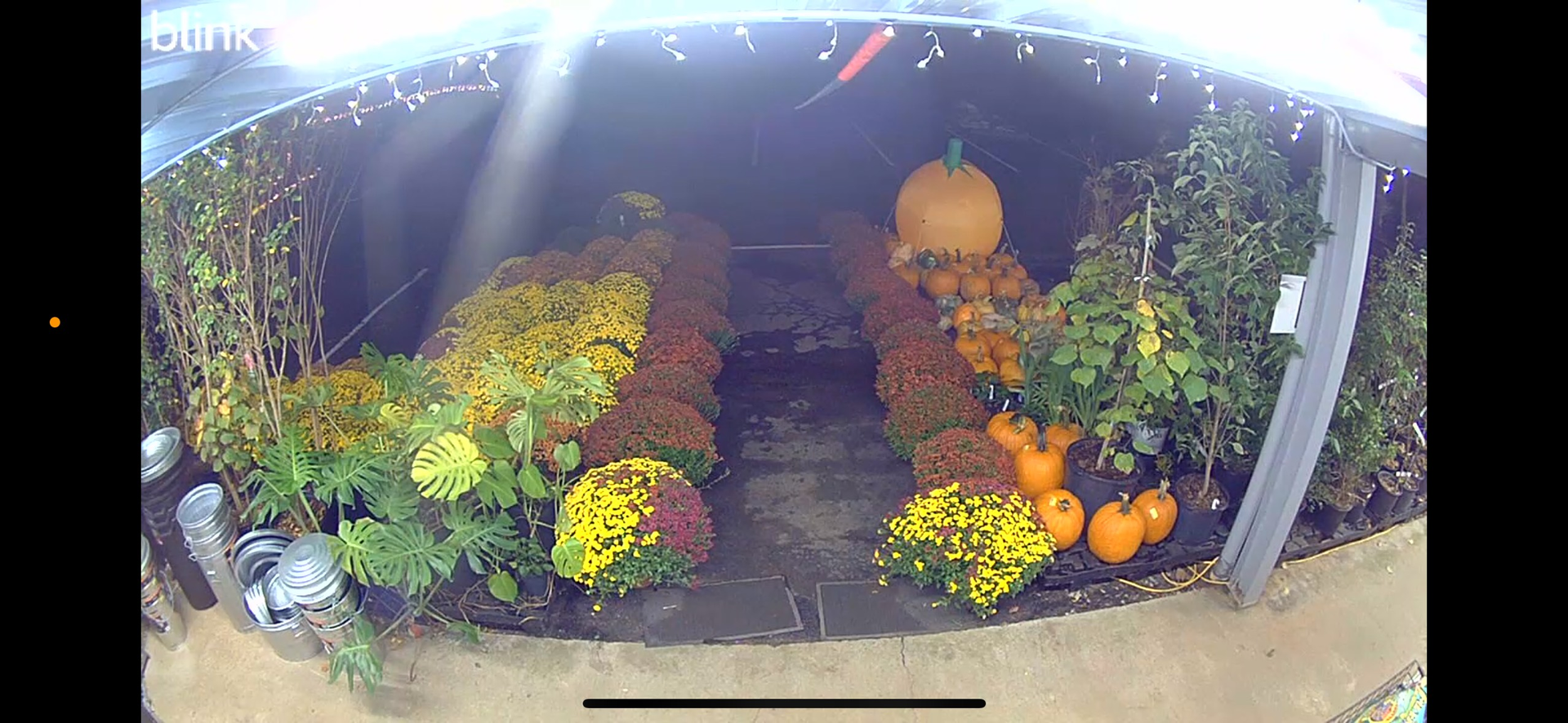 A fall display: pumpkins and colorful mums arranged in a covered outdoor setting.