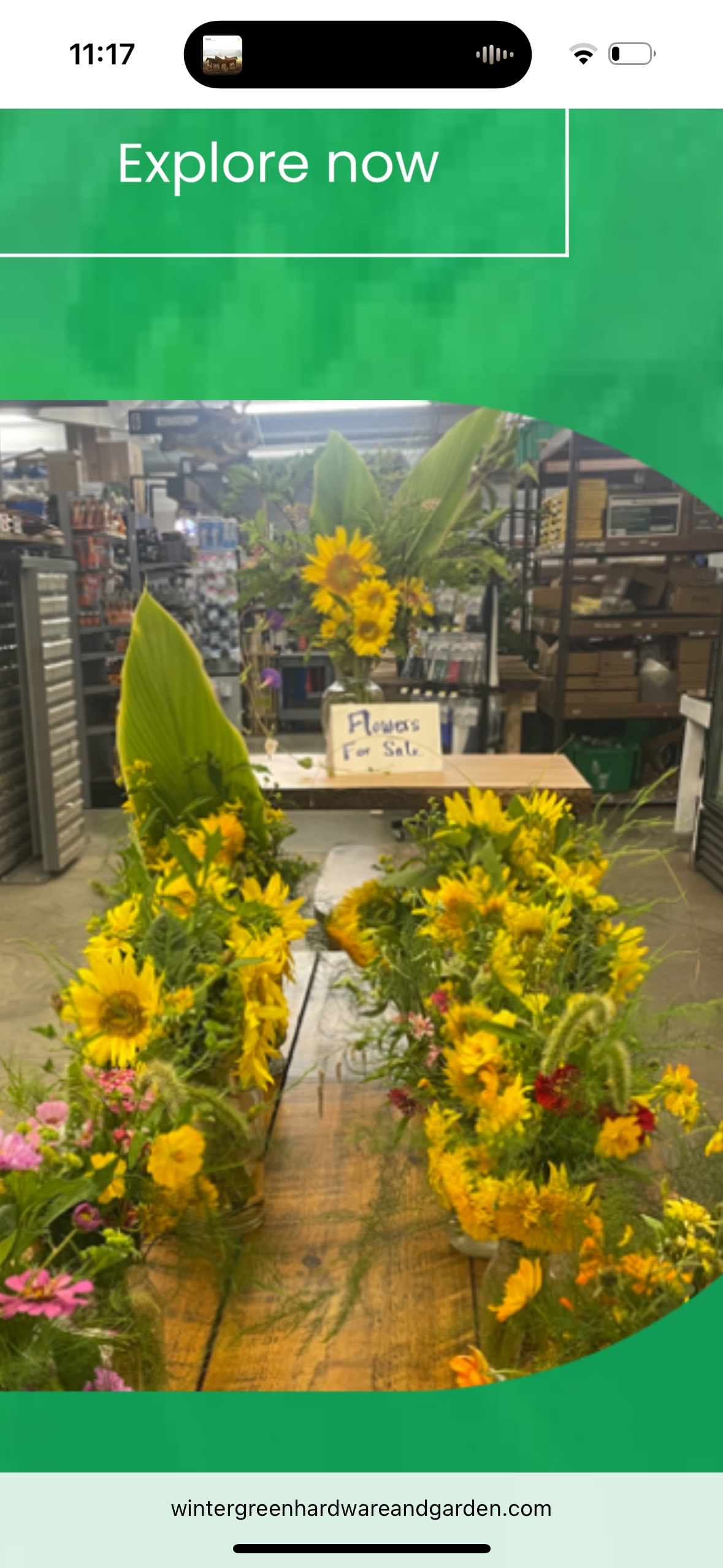 Sunflowers decorate a wooden table, with more in the background, in a shop setting.
