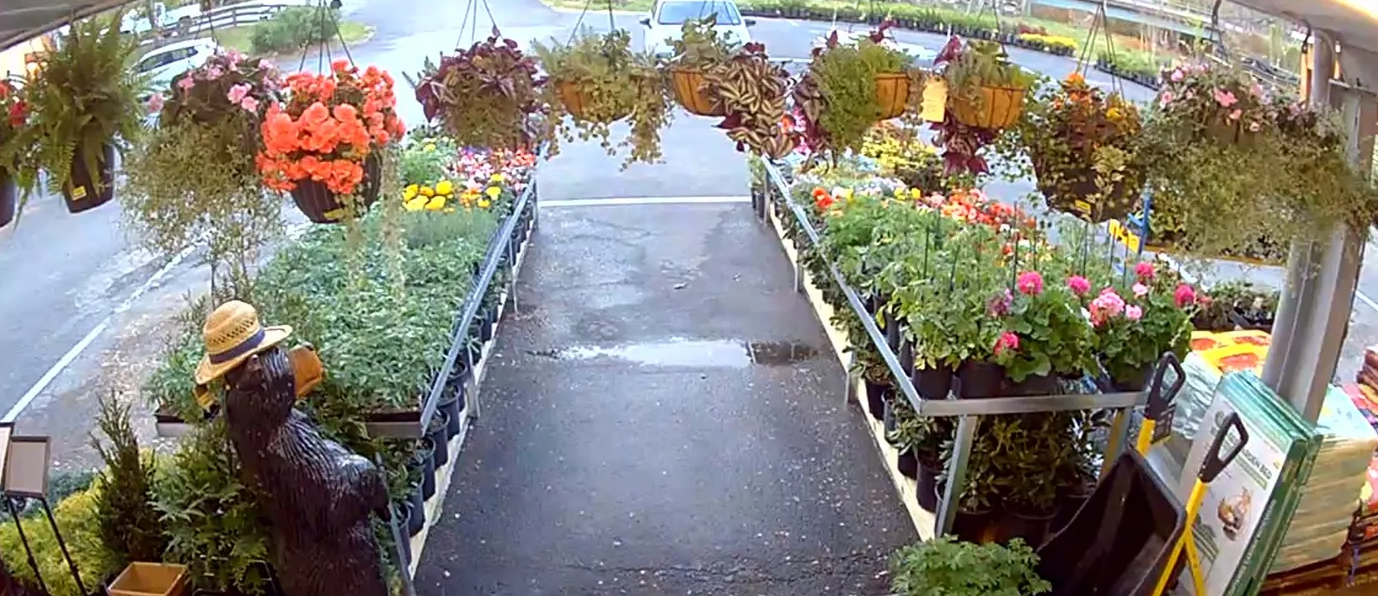 A camera view of a garden center aisle. Plants, flowers, and a statue are visible.