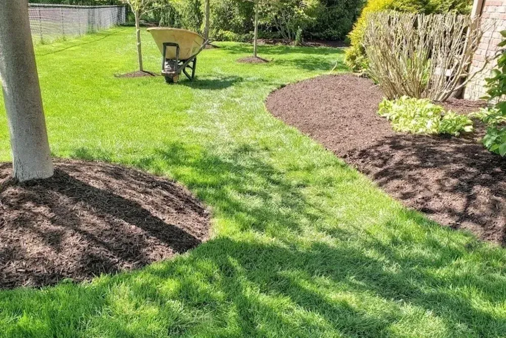 Sunny backyard lawn with a wheelbarrow, tree, and mulched garden beds.